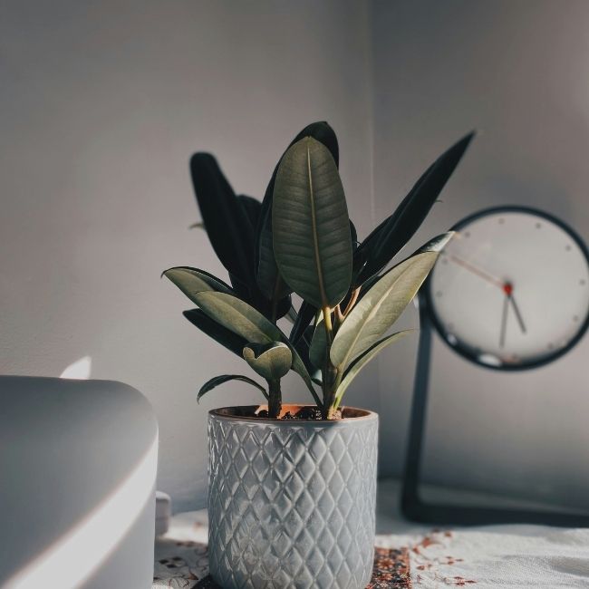 Artificial & Dried Plants