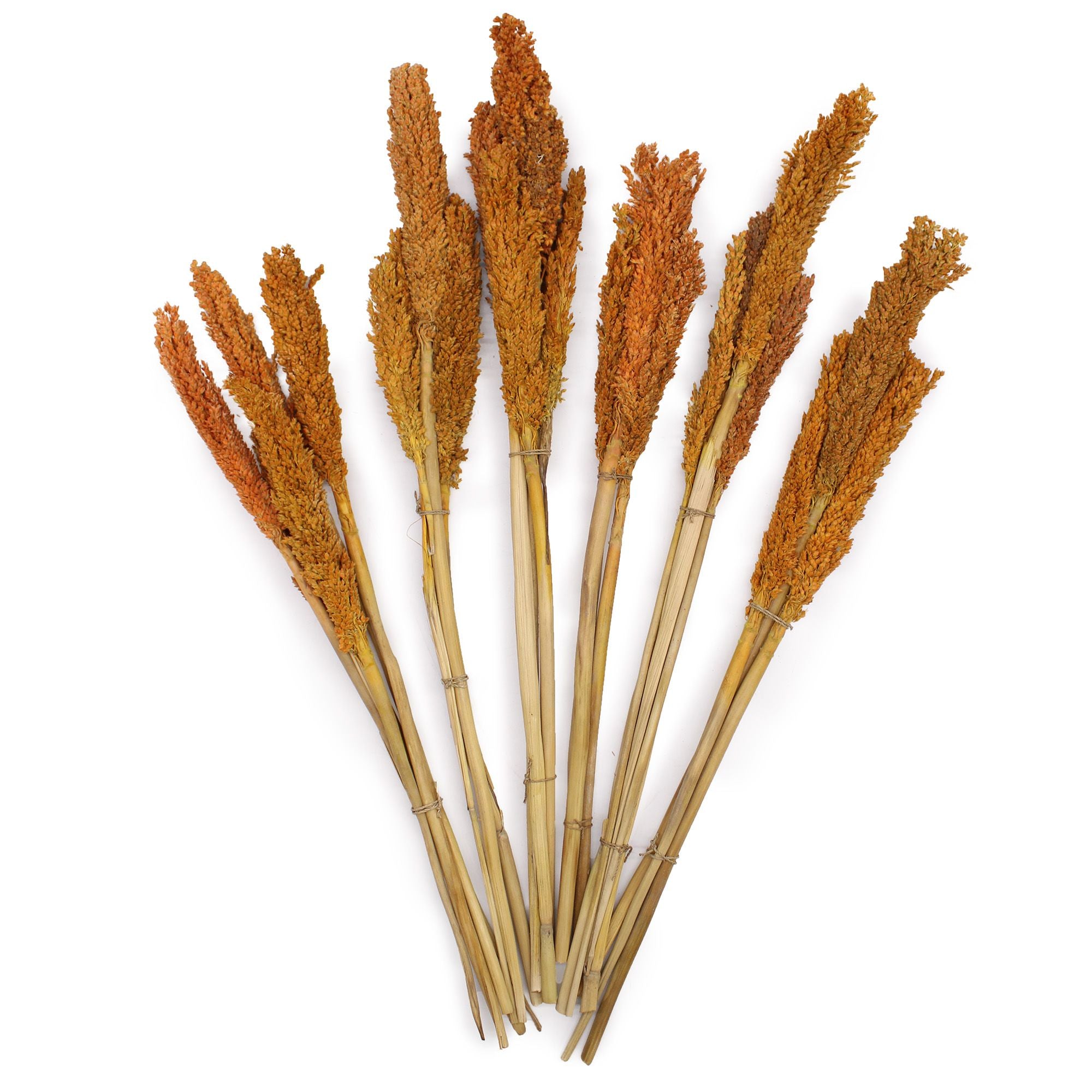 Cantal Dried Grass Flowers Display Decor 6 Bunch Orange