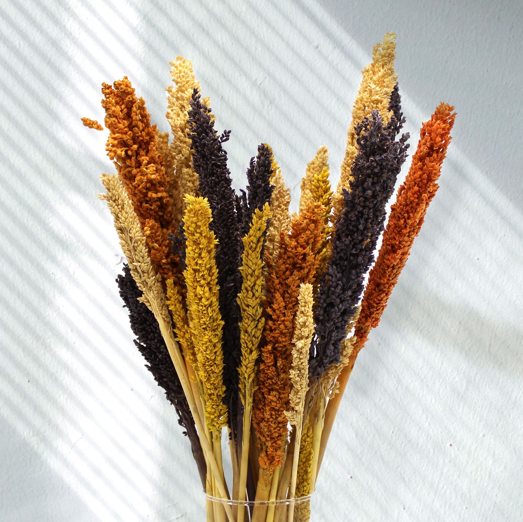 Cantal Dried Grass Flowers Display Decor 6 Bunch Orange