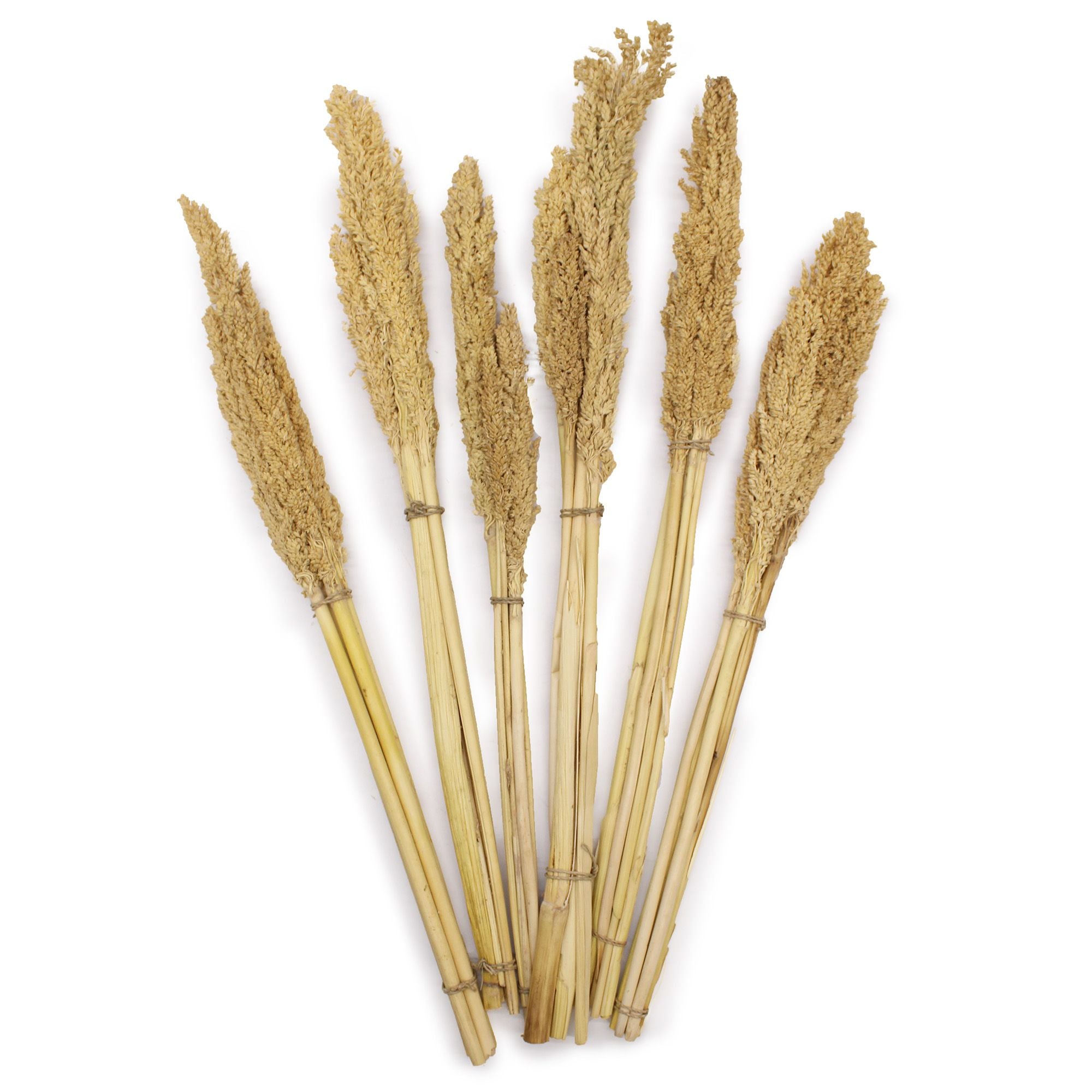 Cantal Dried Grass Flowers Display Decor Natural Colour